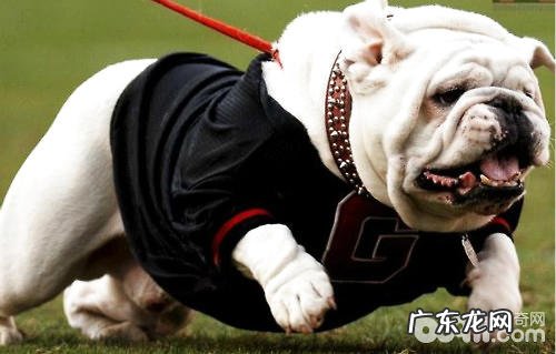 什么小狗与生俱来非常容易肥胖症