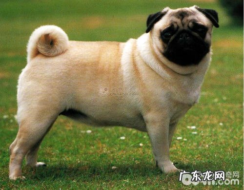 什么小狗与生俱来非常容易肥胖症