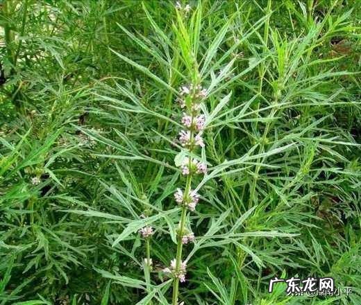 得了痔疮,哪些东西不能吃?