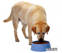 怎样辨别天然狗粮