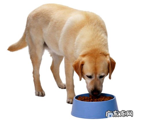 怎样辨别天然狗粮