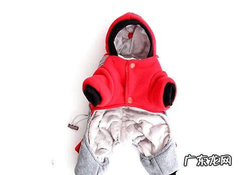 狗狗衣服不可以随意给小狗穿