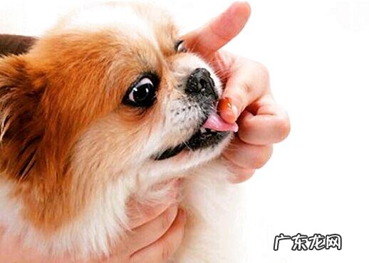 怎样选择小狗狗营养膏