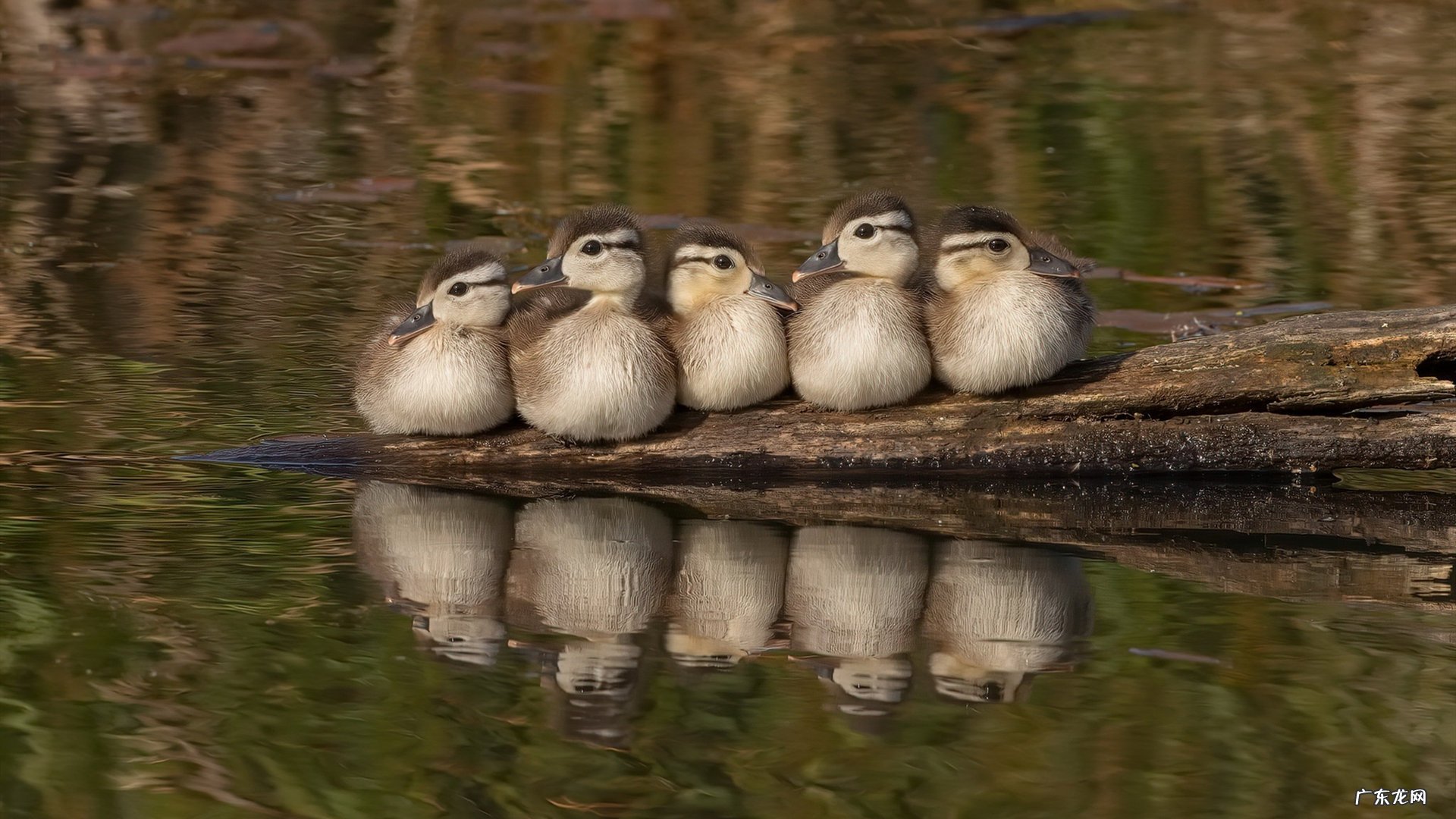 怎样减肚子上的赘肉 推荐5款酵素蔬果汁