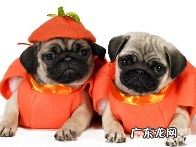 小狗减肥瘦身普遍的错误观念