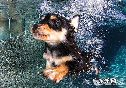 小狗游完泳这种工作中更关键