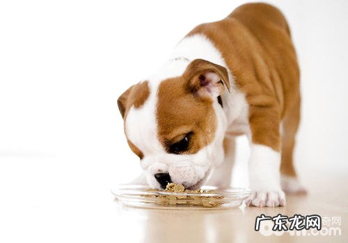 小狗药方粮的功效和饲养常见问题