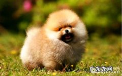 博美必须吃美毛粉吗