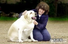 小狗易长胖 原来是遗传基因在危害