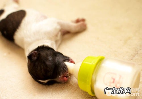 干吃狗婴儿奶粉味儿更强?