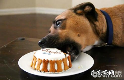 如何正确运用狗狗零食