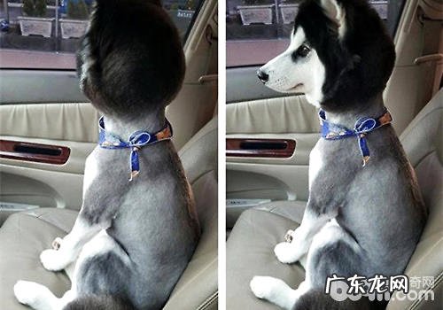 炎热的夏天,听闻你又要给小狗刮毛了?