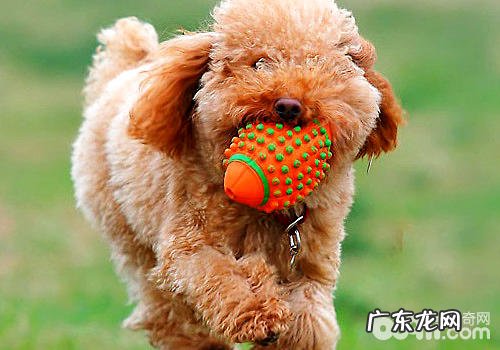 带小狗健身运动的常见问题