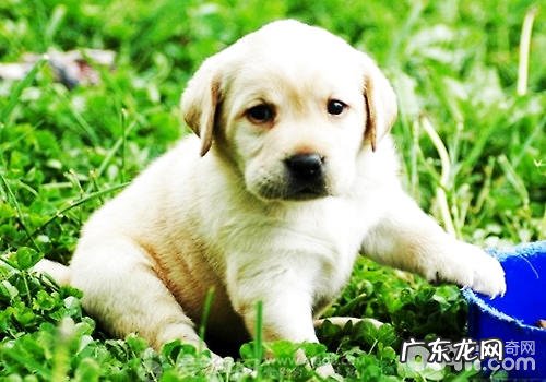 断奶后后的幼狗应当喂是多少粮食?