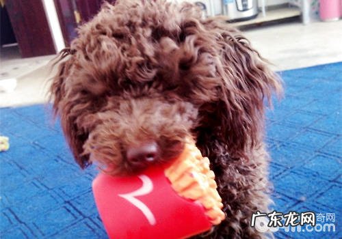 小泰迪应当如何选择适合的磨牙饼干?