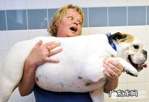 小狗长胖有什么伤害