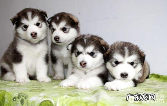 金毛多长时间逐渐立耳