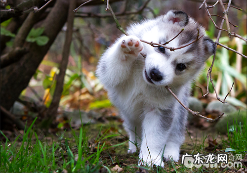 金毛为何总淌口水