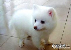 银狐犬夏天如何修毛？