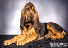 最好是的跟踪犬—寻血猎犬