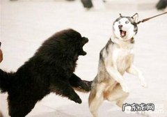 小狗对响声比较敏感该怎么办？