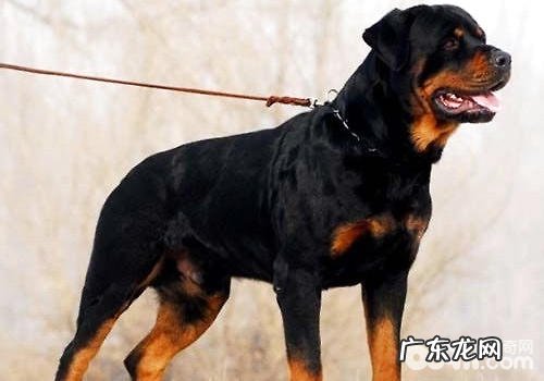 需不需要给罗威纳犬断尾?