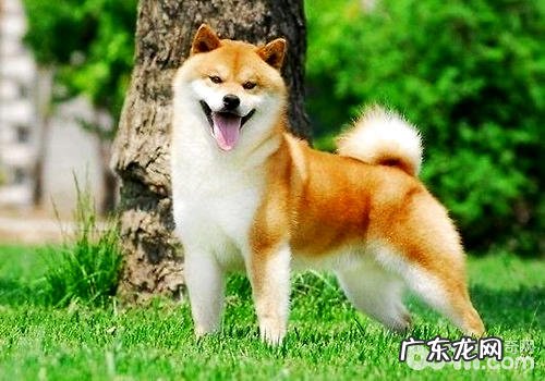 感受较轻的小狗前五名