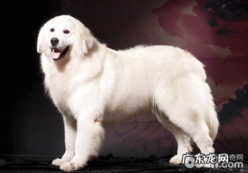 感受较轻的小狗前五名