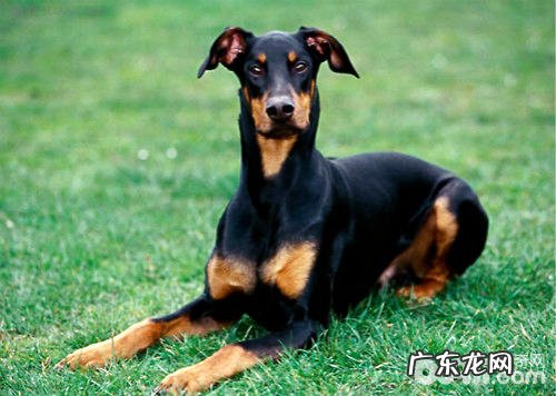 杜宾犬的优点和缺点