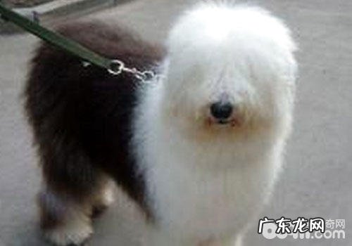 这些广告宣传中发生的小狗都是啥种类？