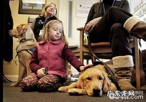 你永远不知道的日常生活里各式各样的服务项目犬