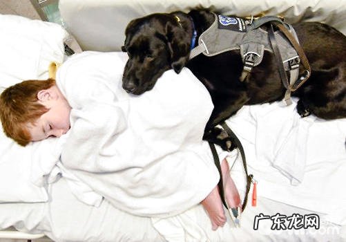 你永远不知道的日常生活里各式各样的服务项目犬