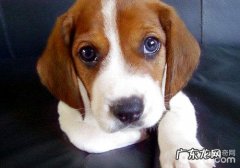 巴吉度犬的高智商吗？