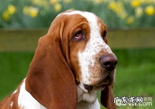 狗的智商排行必须吗?