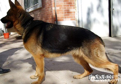 有什么极具特色的狗的品种?