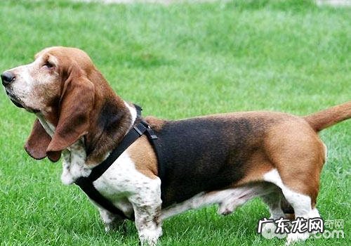 有什么极具特色的狗的品种?