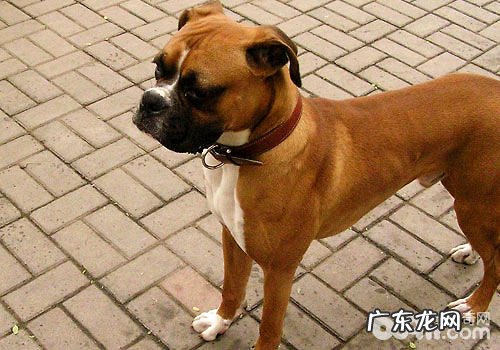 有什么极具特色的狗的品种?