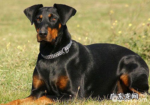 有什么极具特色的狗的品种?