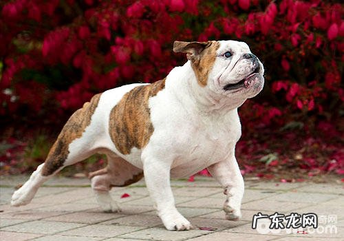 有什么极具特色的狗的品种?