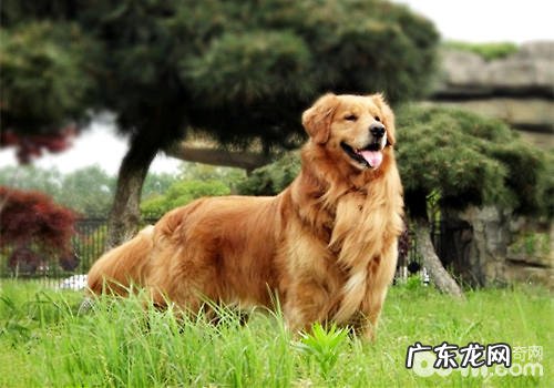 五种没法添加巡警队的小狗,居然有金毛狗狗?