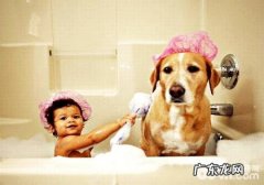 小狗不适合冼澡的6种状况