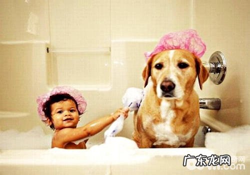 小狗不适合冼澡的6种状况