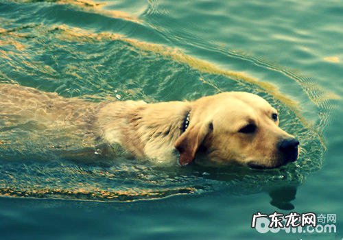 带小狗健身运动的一些留意关键点