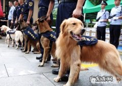 缉毒犬的历史时间和工作中详细介绍