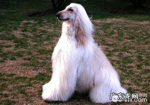怎么给繁茂头发的阿富汗猎犬梳毛