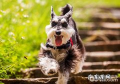 雪纳瑞必须剪耳吗？