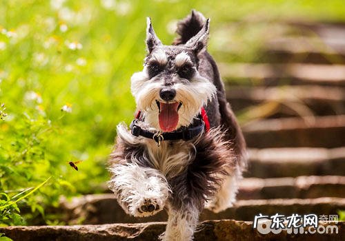 雪纳瑞必须剪耳吗?