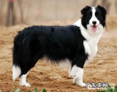 边境牧羊犬的耳朵里面怎样保养