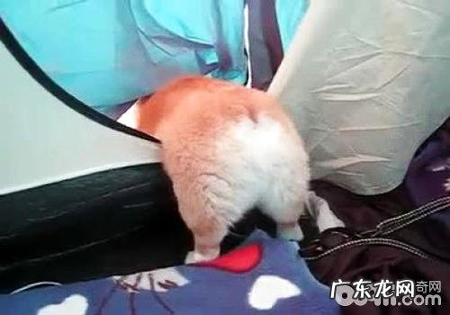 柯基狗狗为什么没有小尾巴?