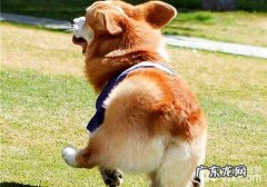 柯基狗狗为什么没有小尾巴？